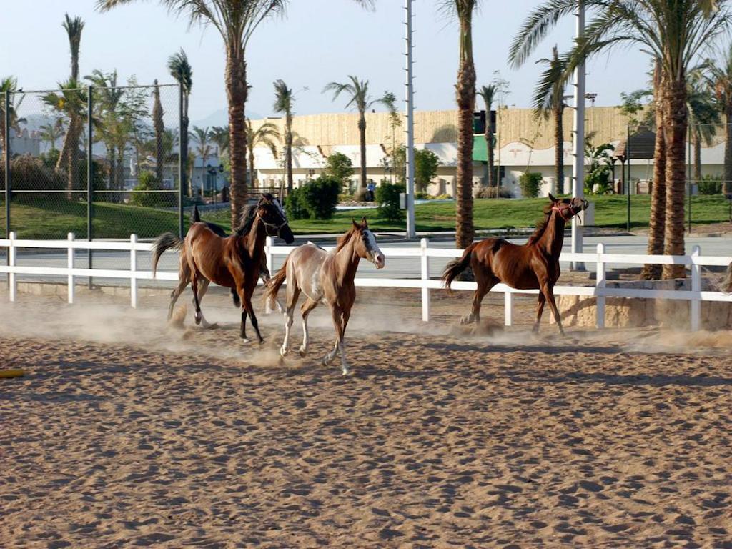 Concorde El Salam Sharm El Sheikh Sport Hotel Dış mekan fotoğraf